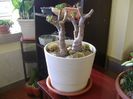 Crassula ovata hobbit, tunsa si frezata