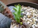 Euphorbia tubiglans