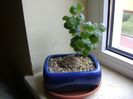 Dioscorea elephantipes