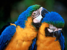 two-parrots