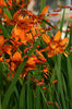Crocosmia Sunglow