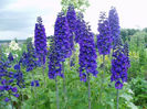 Delphinium Black Knight