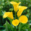 Zantedeschia Florex Gold