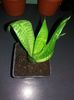 Sansevieria Trifasciata-pret 10 lei-vandut