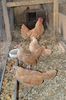 sebright chamois
