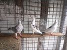 SAM_3895