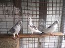 SAM_3896