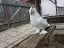 SAM_3909