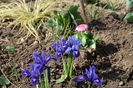 Carex, Iris reticulata Harmony , Bellis Perenis