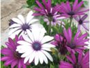 Daisy Osteospermum-Margarete Africane seminte culori mix