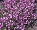 Floarea miresei-Gypsophila paniculata roz 20 seminte - 3 RON