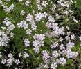 Gypsophila paniculata alba 20 seminte - 3 RON