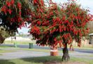 callistemon rigidus 5lei 12 seminte