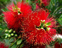 callistemon rigidus