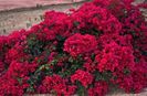 Bougainvillea grena seminte