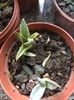 Colorata si victoria variegata