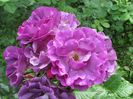 10 iunie 2016 Rhapsody in Blue1
