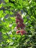 3 iulie 2016 Buddleja Flower Power