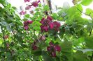 23 august 2016 clematita Avantgarde