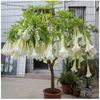 Brugmansia  Suaveolens copac