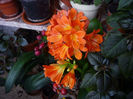 Clivia