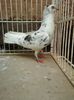 F (cazatoare)