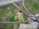 Arbustul zanei (Chimonanthus praecox)