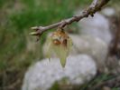 Arbustul zanei (Chimonanthus praecox)
