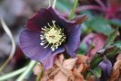 Helleborus orientalis Metallic Blue Lady, martie