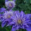 CLEMATIS MULTI BLUE