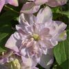 clematis innocent blush-