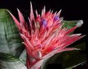 Aechmea_fasciata_-_flori_albastre