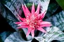 aechmea-fasciata-bromeliad-flower-ulrich-schade