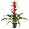 Bromelia-2