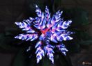 aechmea-blue-rain-visoflora-71354