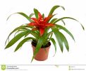 room-bromelia-flower-mix-16837291