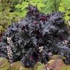 Heuchera Black Tafetta