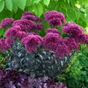 Sedum Thunderhead