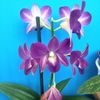 Dendrobium Phal. Blue Happines