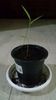 Moso Bamboo rasad din seminte germinate direct in pamint