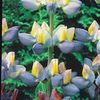 Lupin Sunrise seminte