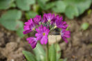 Primula denticulata