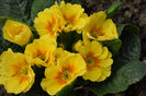 Primula acaulis yellow