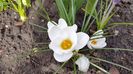 Crocus Jeanne d'Arc 2017-03-16 (6)