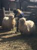 IMG-20170319-WA0064