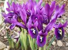 iris reticulata George