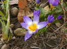 crocus tricolor