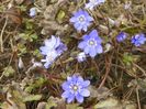 hepatica transsilvanica