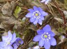 hepatica transsilvanica