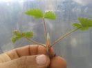 partea aeriana stolon